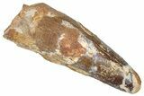 Fossil Spinosaurus Tooth - Real Dinosaur Tooth #373910-1